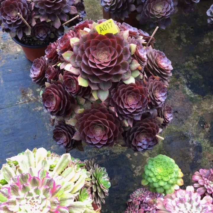 桃花时多肉01700000000