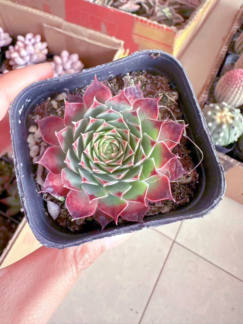 柔情长生草多肉植物（满9.9元包邮发货）