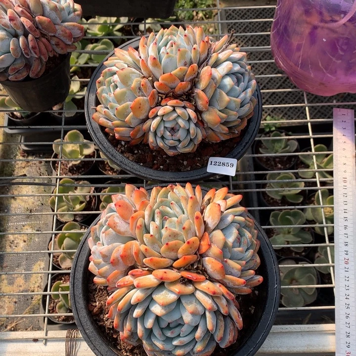 122859两颗嗯嗯嗯嗯嗯嗯好
