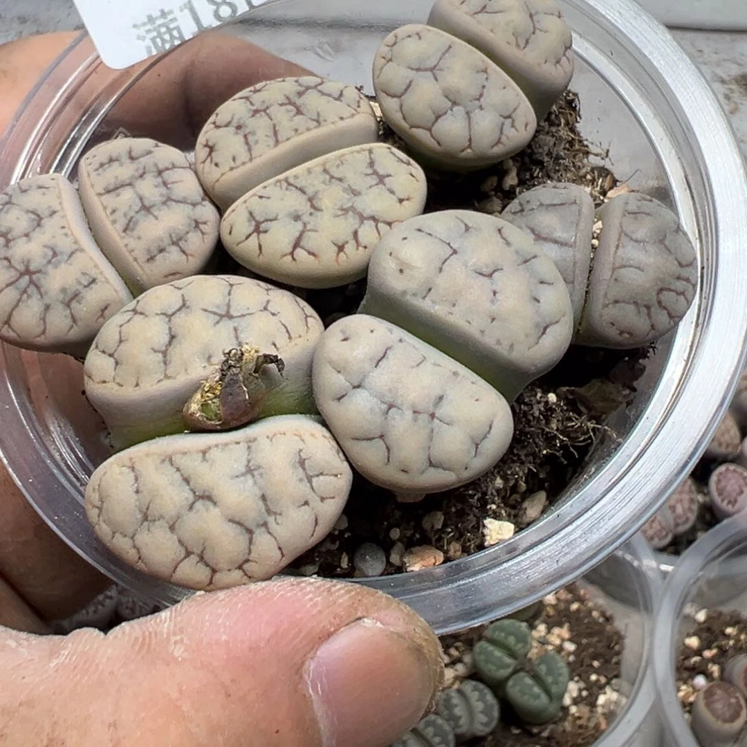 【闪购商品】307。