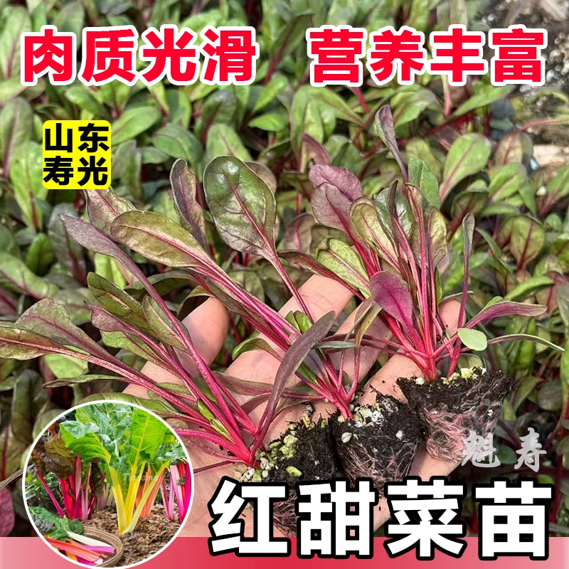 红叶甜菜苗秧苗四季高产多茬采收红梗甜菜补血菜金叶甜菜种子高甜