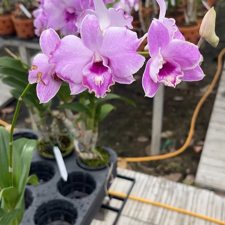 当前无花朵，栽培后可花朵180卡娜