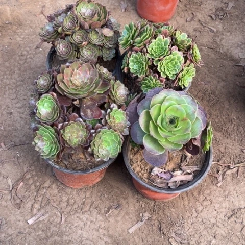 264多肉植物组合，