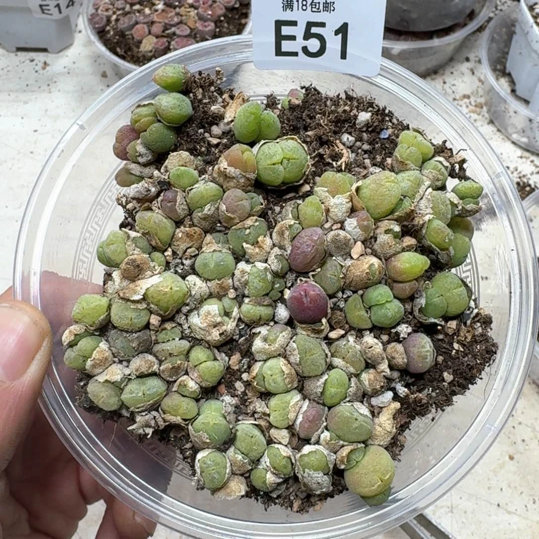 E51 毛翠滴一大盒