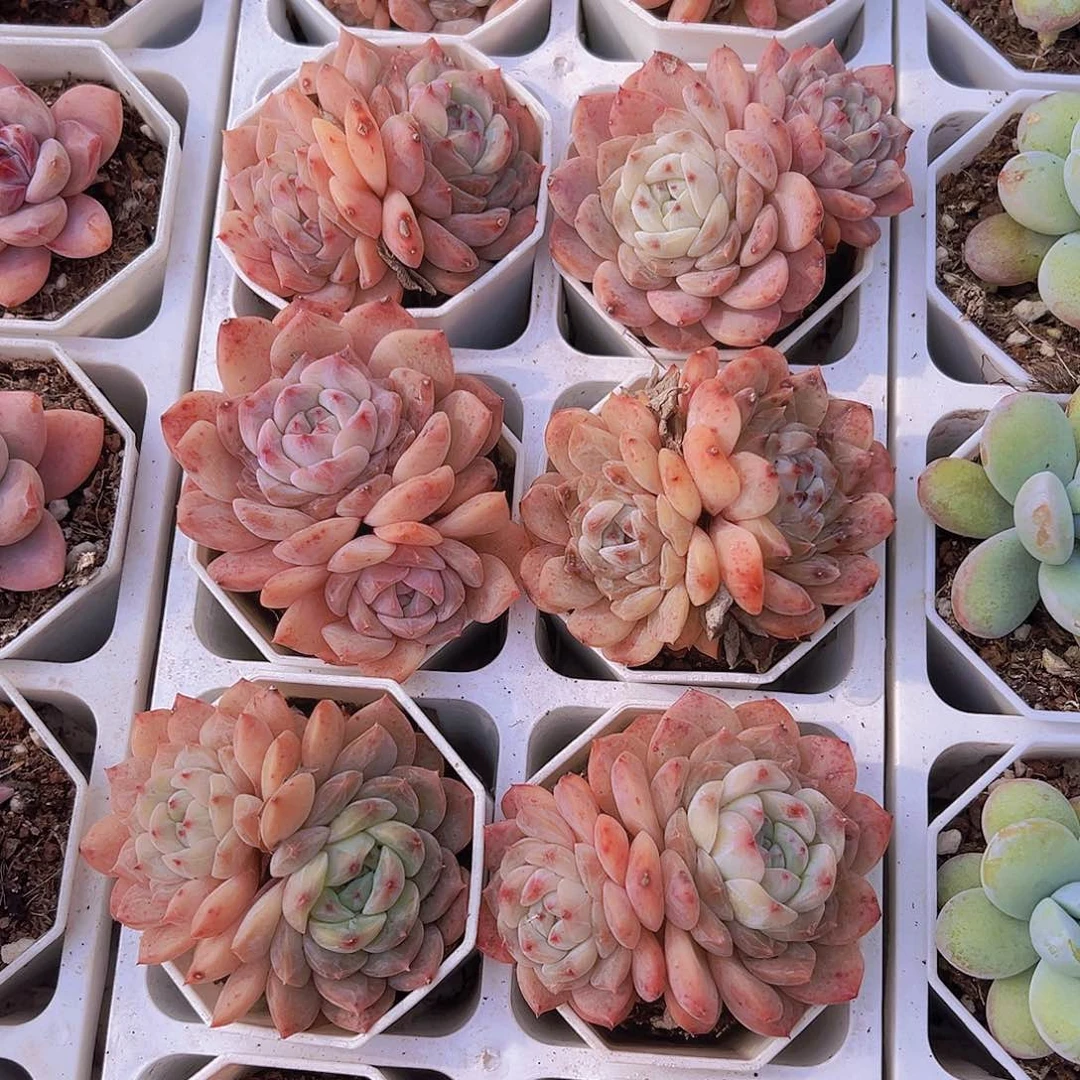 双头草莓熊样品19包邮多肉