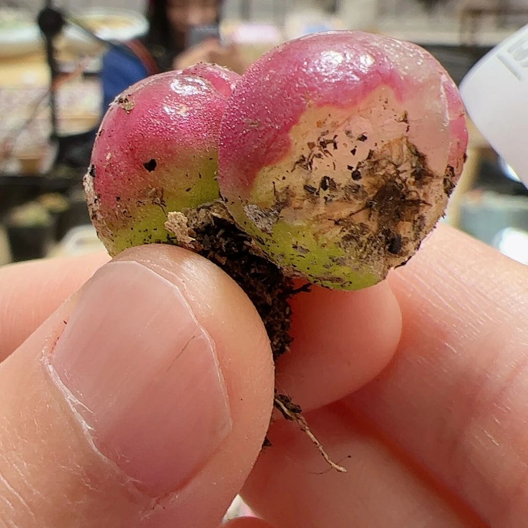 【闪购商品】139 特价