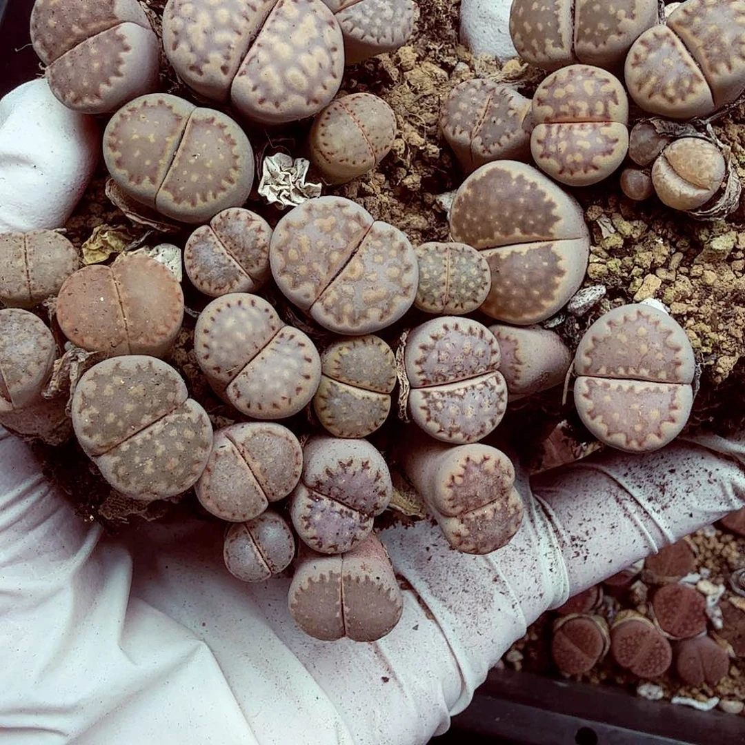 这两条评论太多都看353