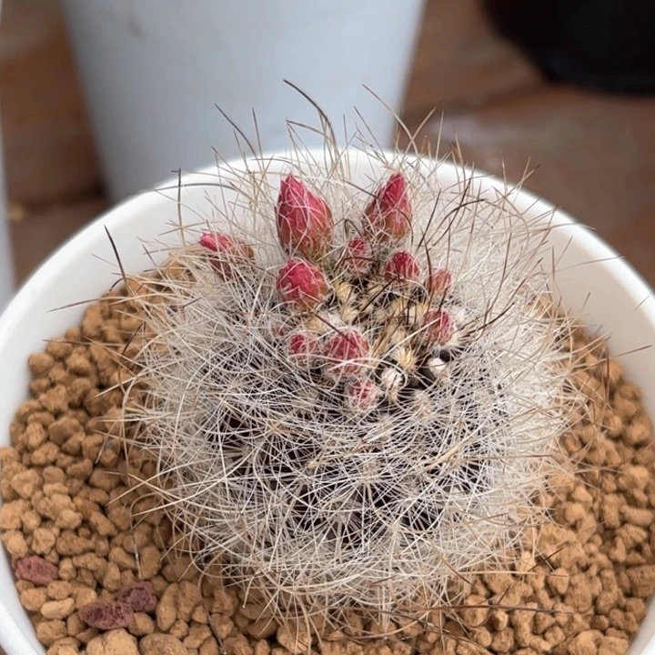 妙*佳仙人球实生混乱玉