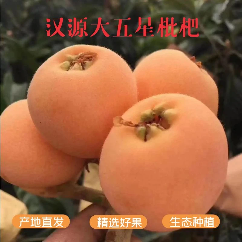 顺丰发货新鲜采摘四川大五星高山枇杷