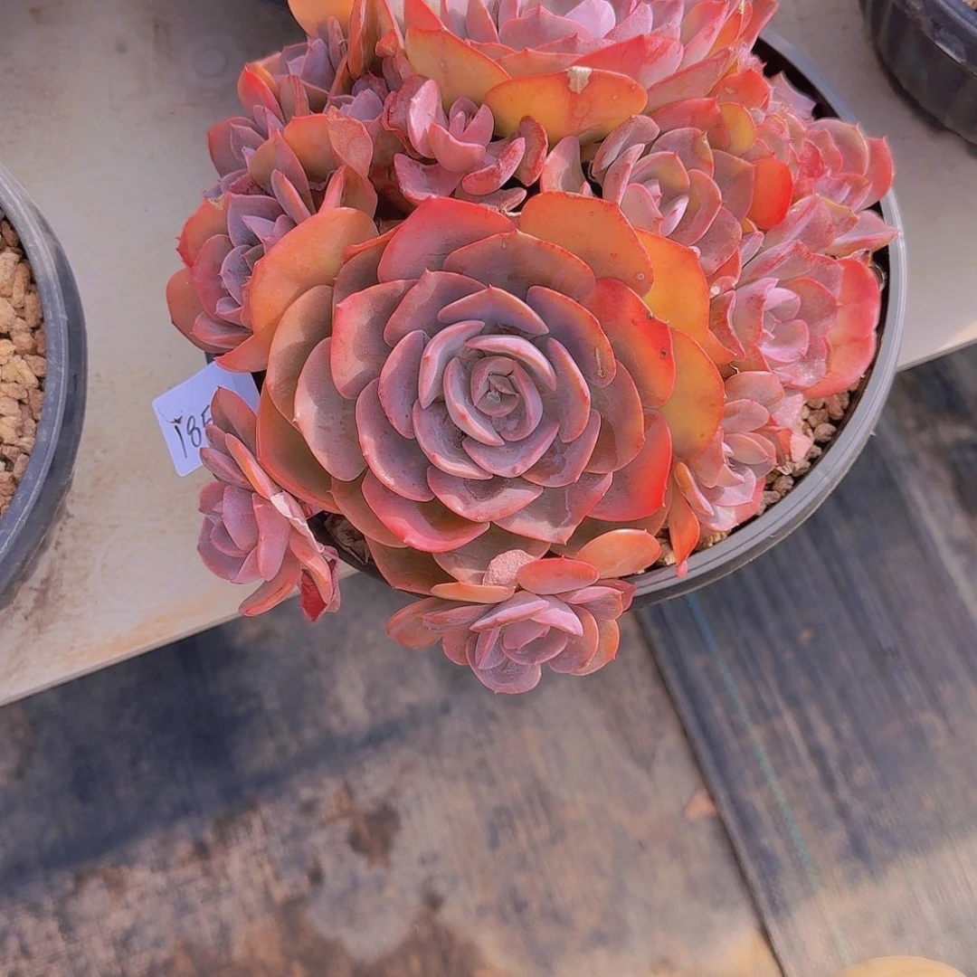 1855尘埃玫瑰多肉植物