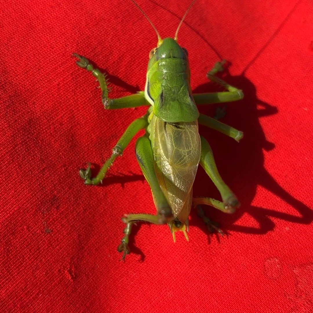 *****蝈蝈蝈蝈福福价格