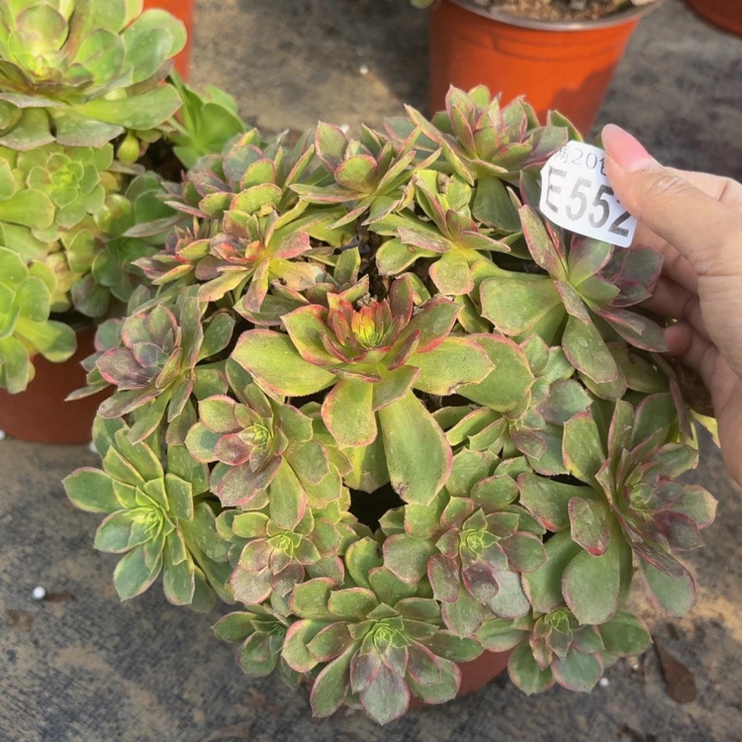 552多肉植物捧花的