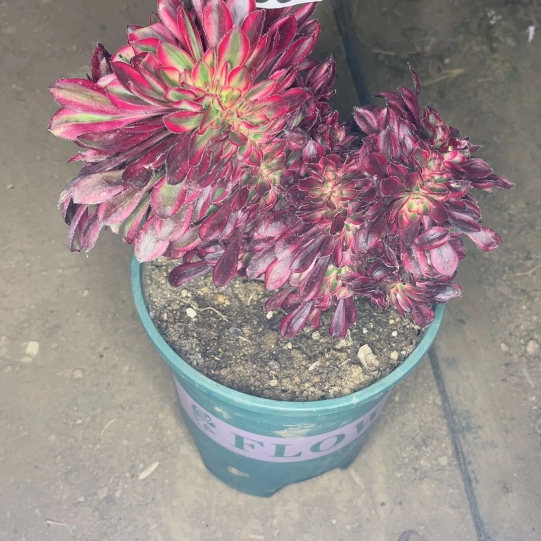 958香奈儿缀化多肉