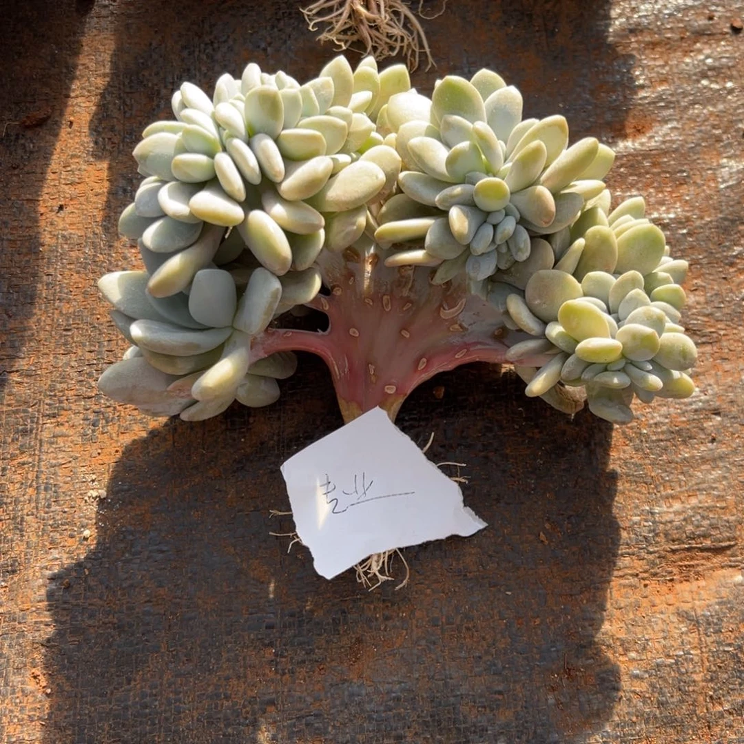 普****商111111111111122223