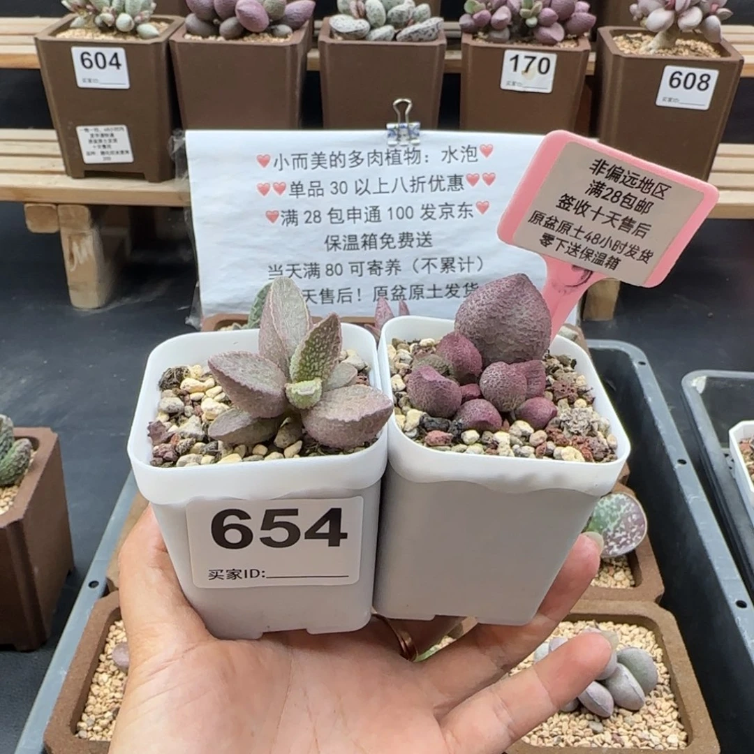 654粉红小猪水蜜桃多肉