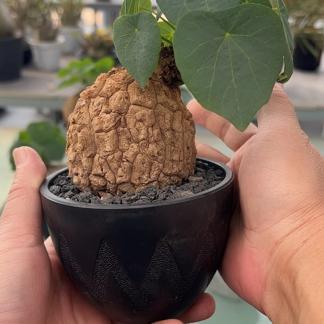 細***哥荔枝会小换大补差价6688