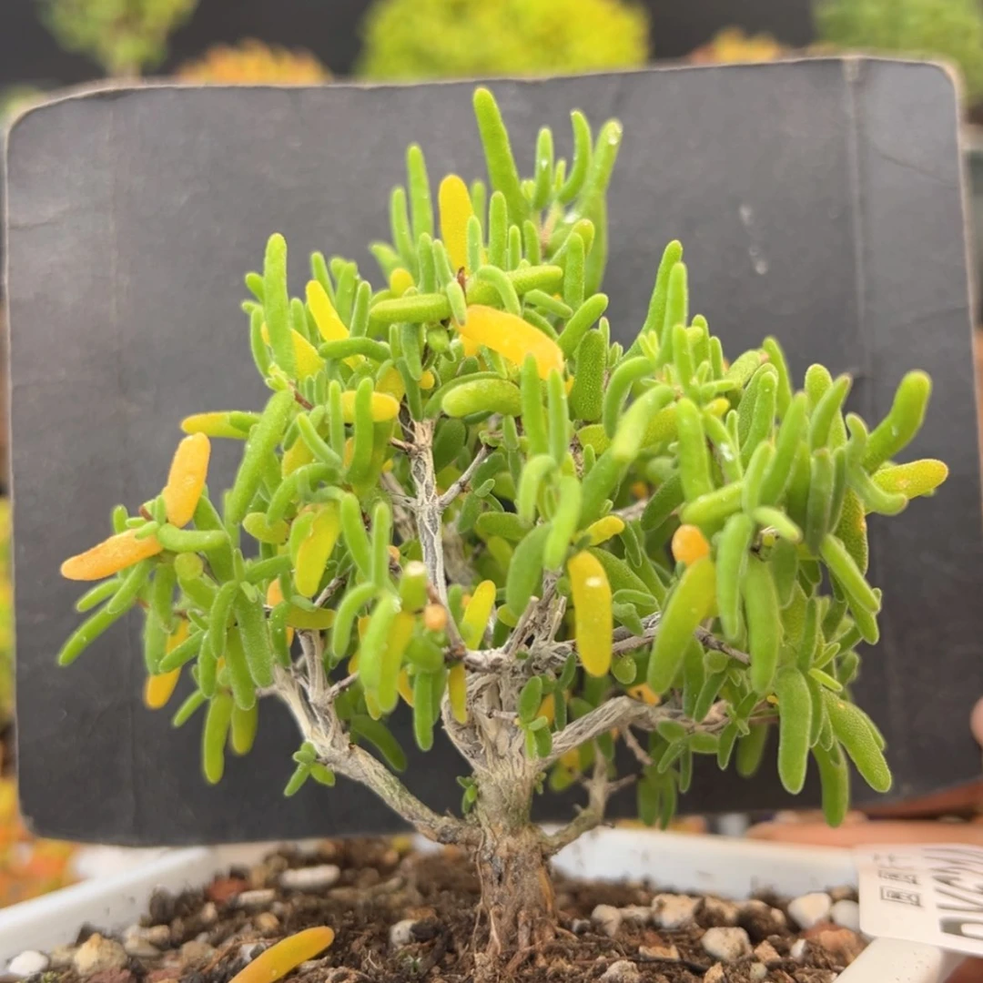 【闪购商品】dy6314彩虹卷锦冠幅8cm