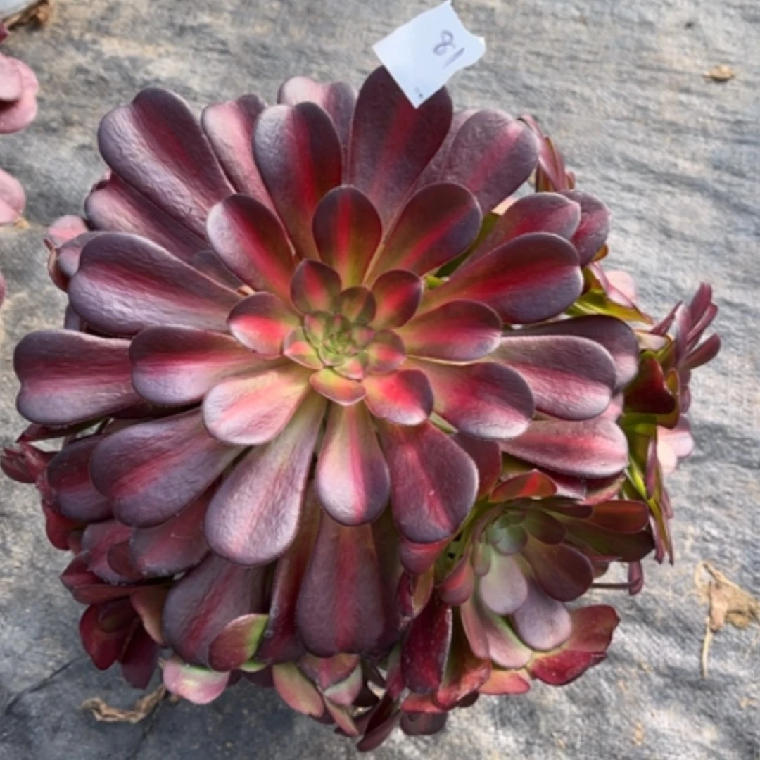 【闪购商品】81花钠锦多肉法师