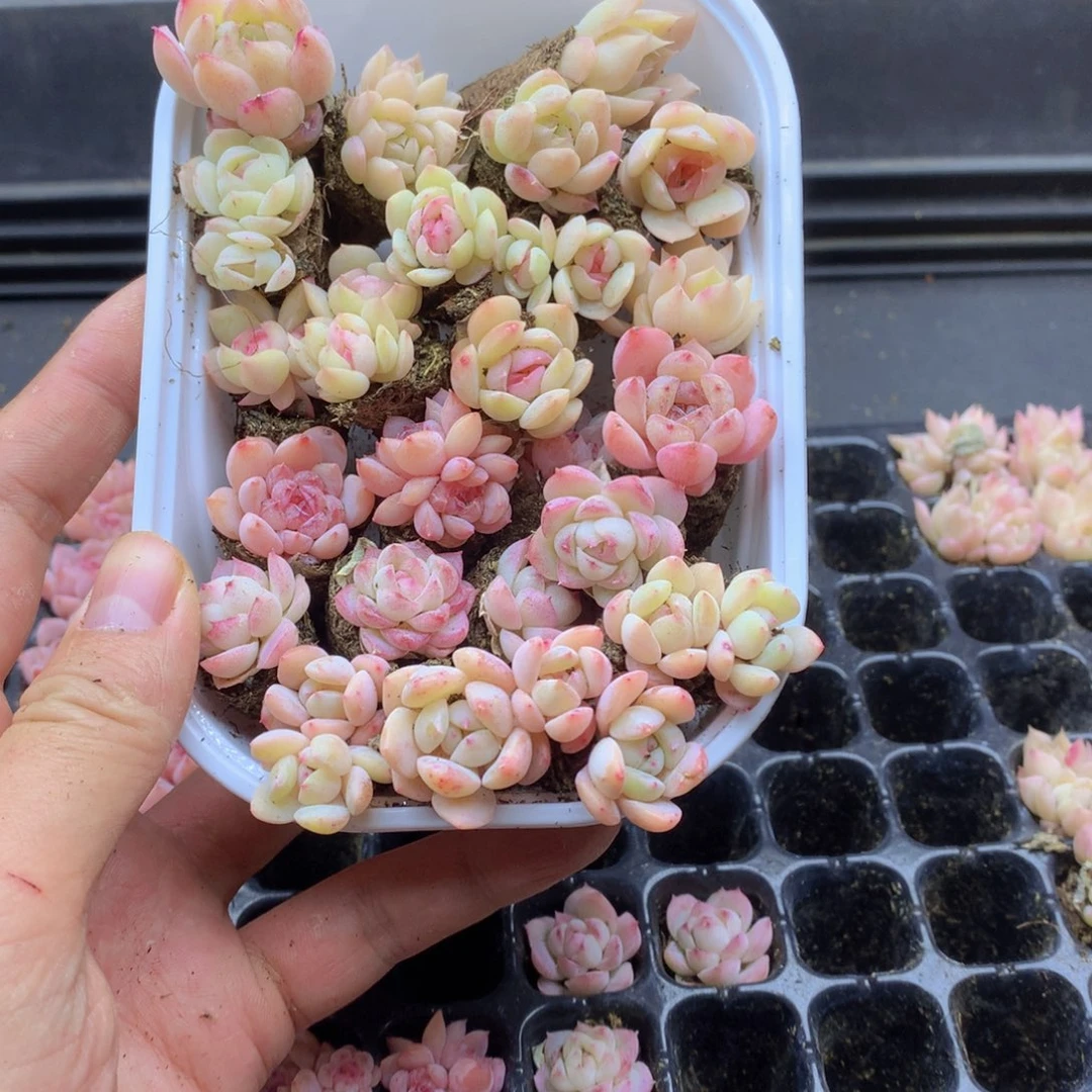 反反复复还是很开心的010