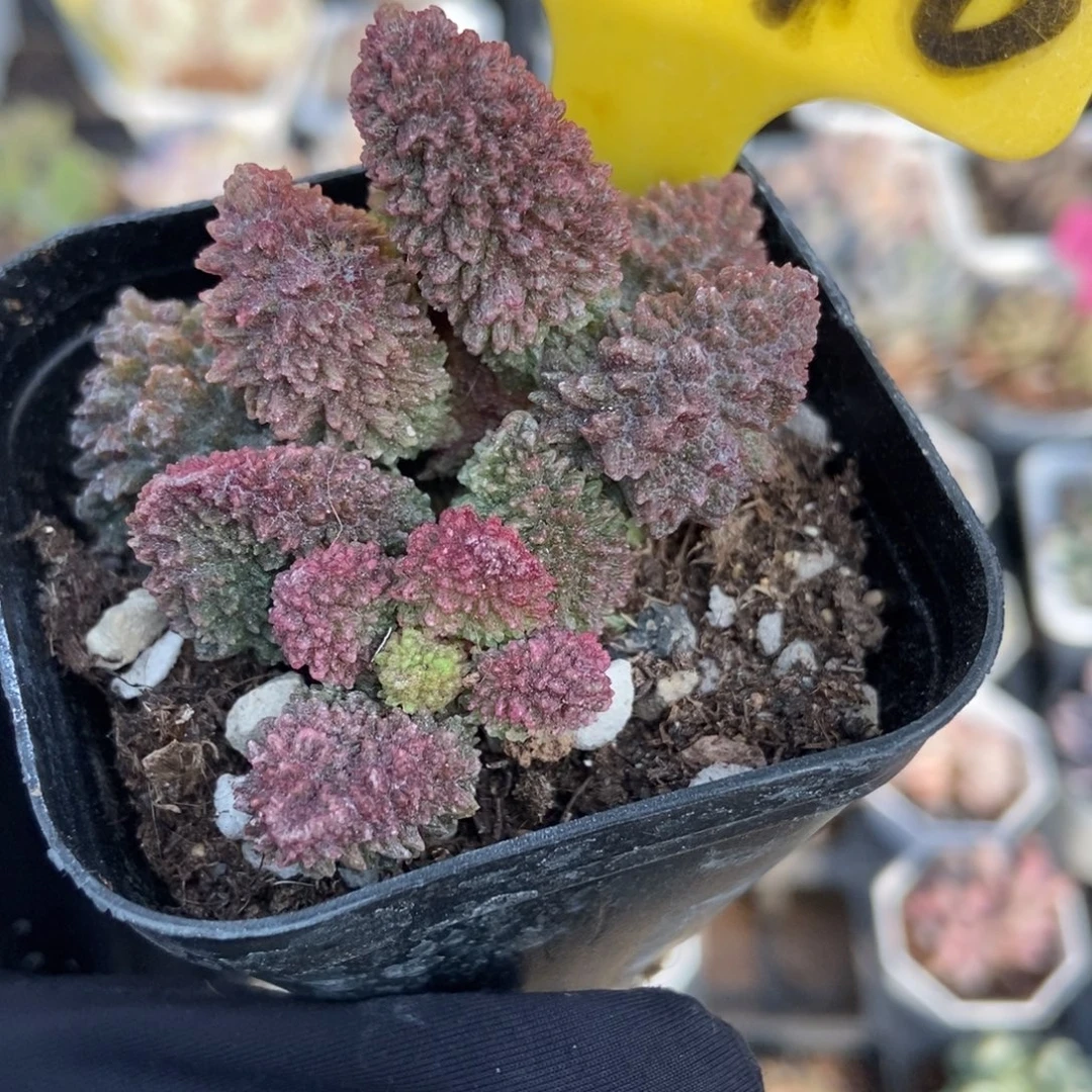 2016朱子玉水泡多肉