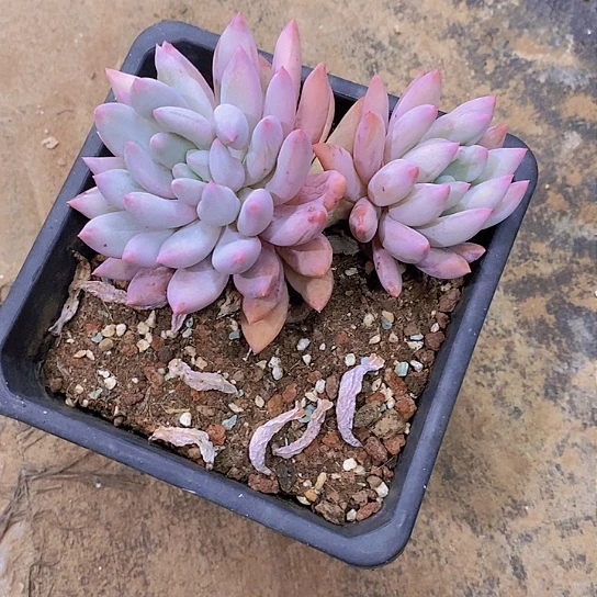 o**星所罗门多肉植物