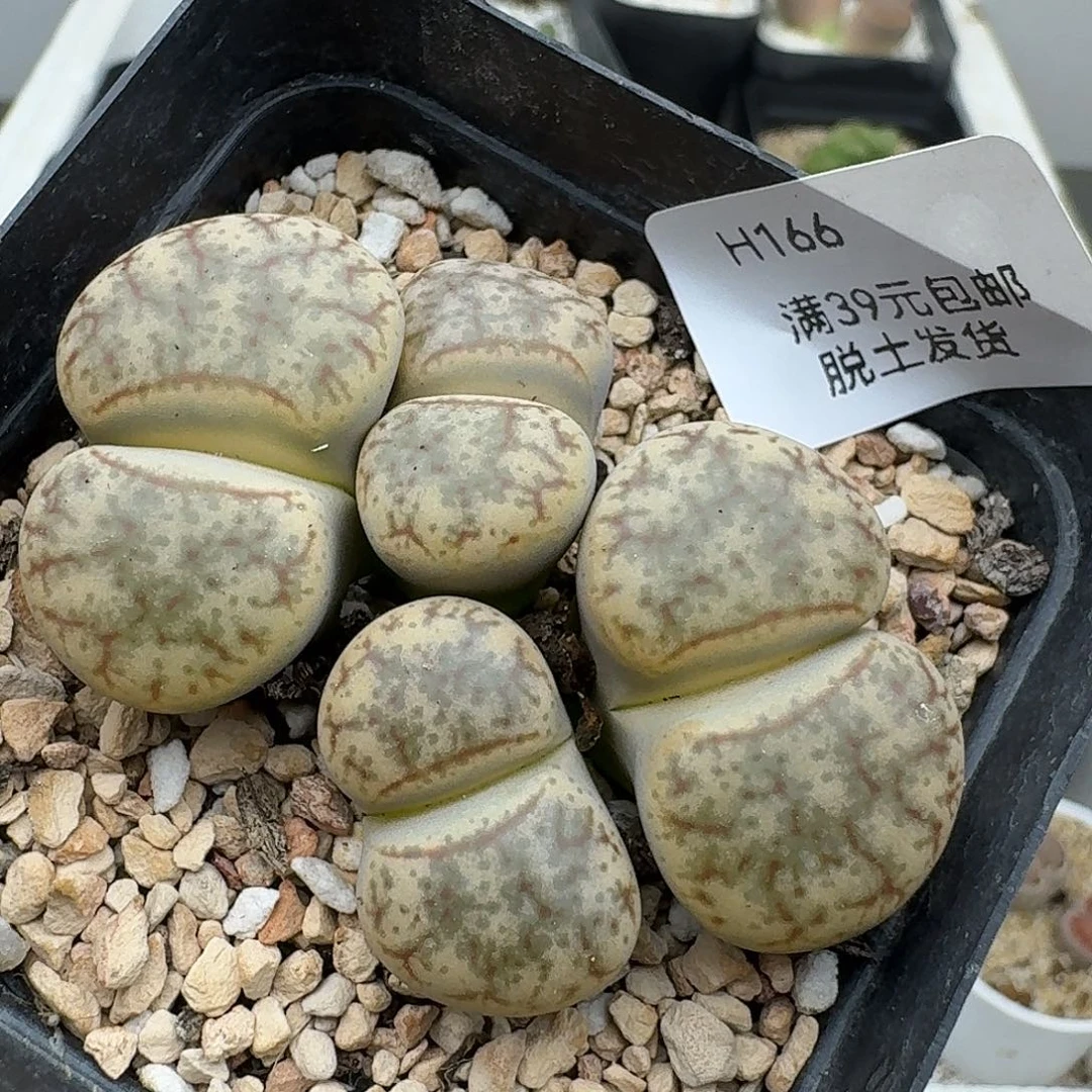 166多肉哈哈哈哈哈哈哈