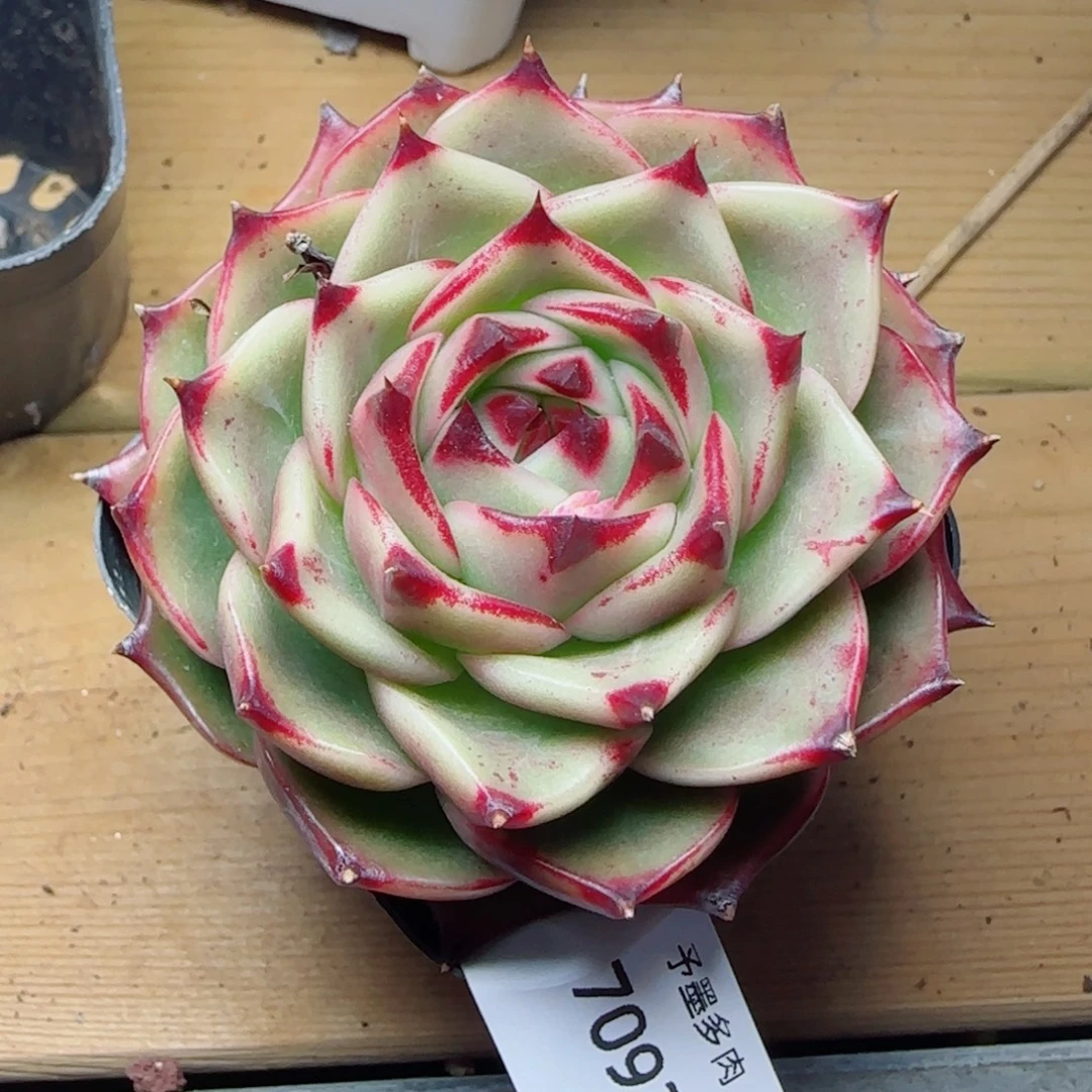 蓝龙，7093多肉植物