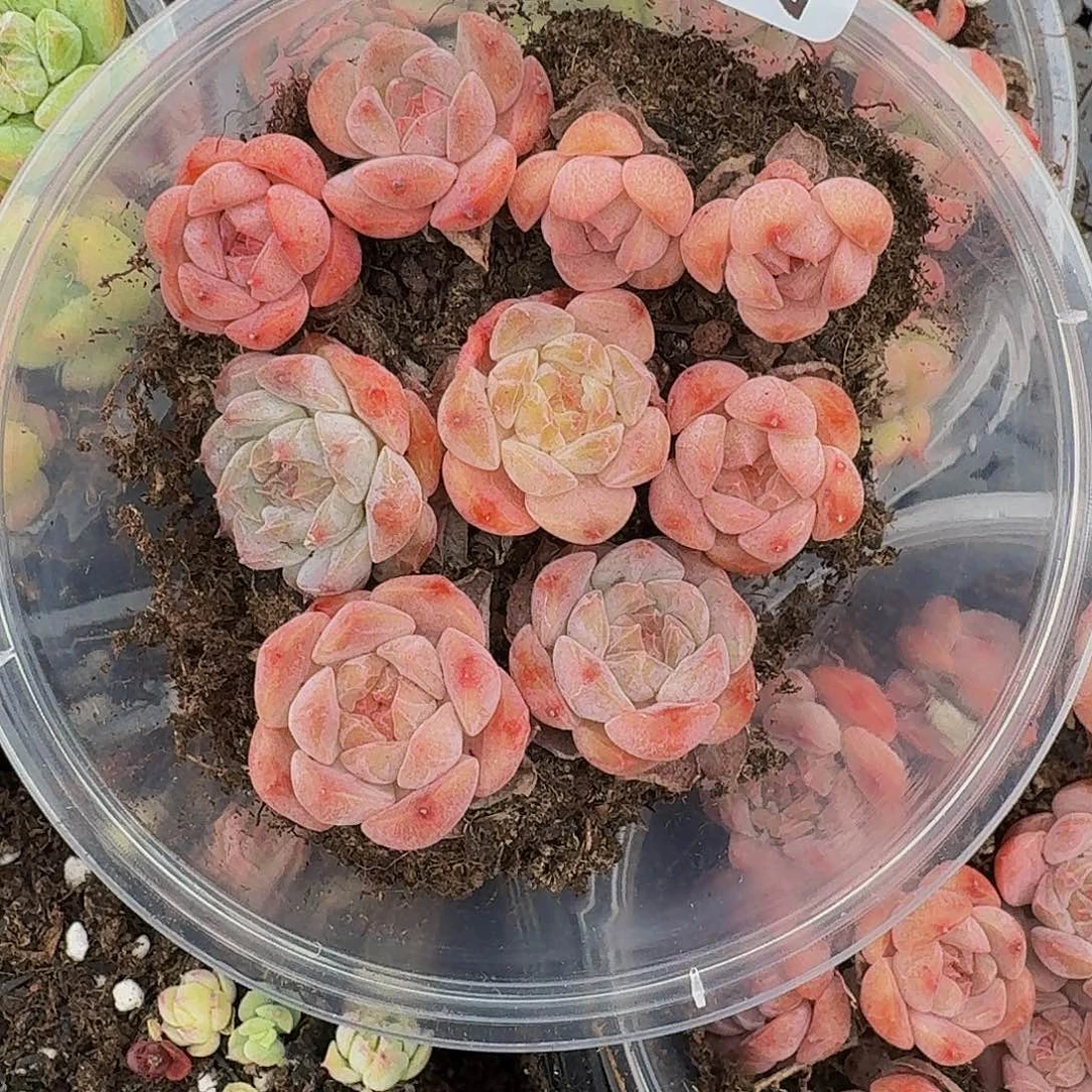 多肉植物多肉植物202
