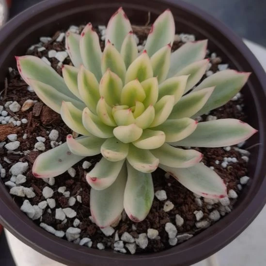 新骑兵白覆轮锦单头带根