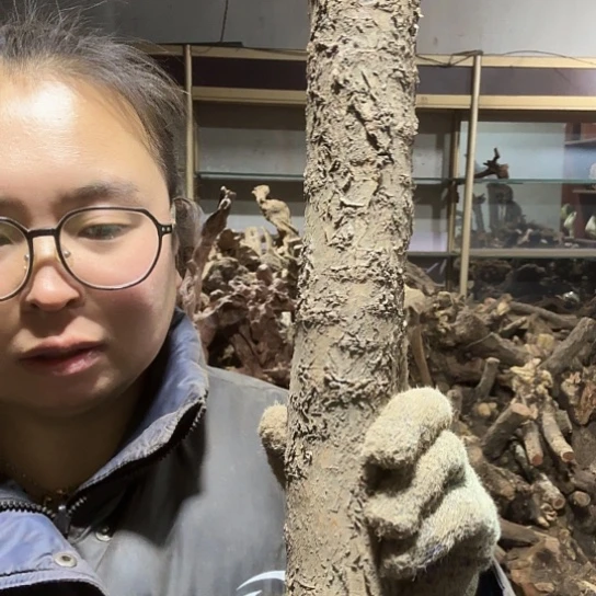 香榧木用****3火琉璃的毛料摆件