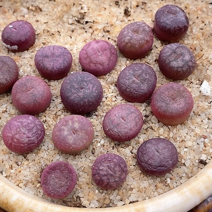 30546钻墨杂交样本一颗