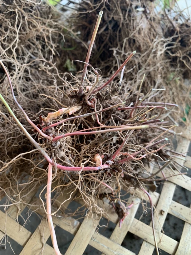 野生柔毛三枝九叶草根，新鲜带芽根茎，泡酒、种植、盆景皆可