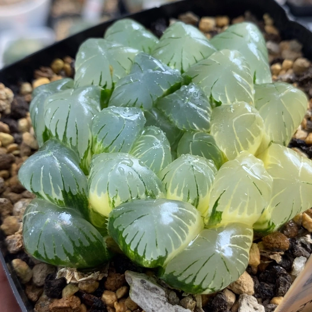 47湖水玉露锦一物一拍