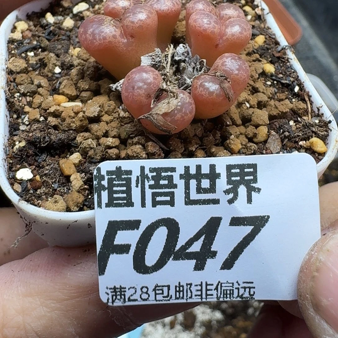 多肉植物的润泽fhbn