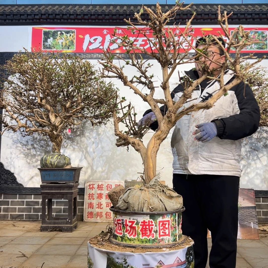 无花朵金银花55555555555555888