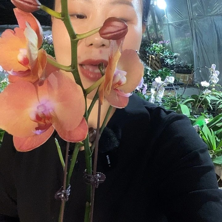 无花朵锦绣之光蝴蝶兰