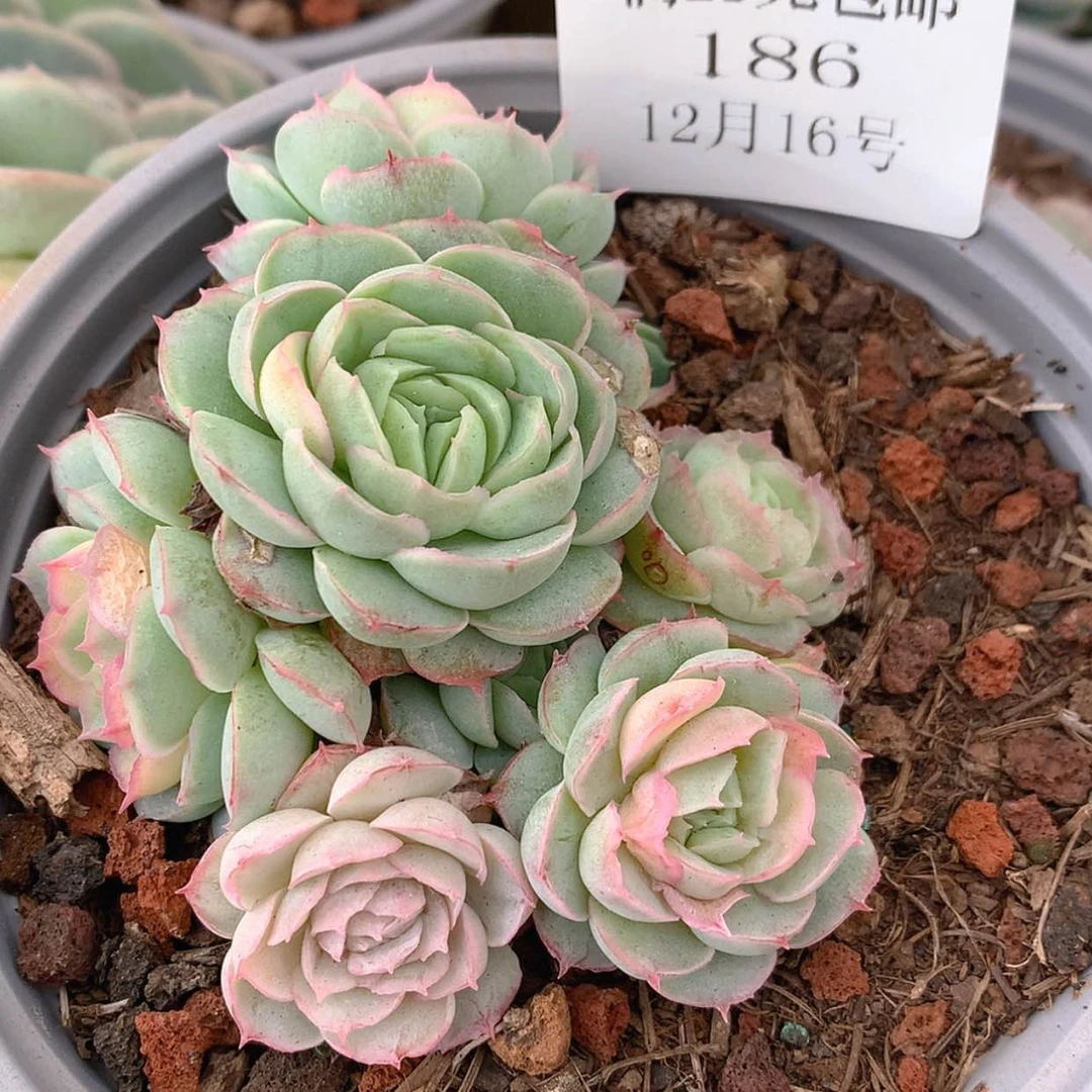 【闪购商品】云186号