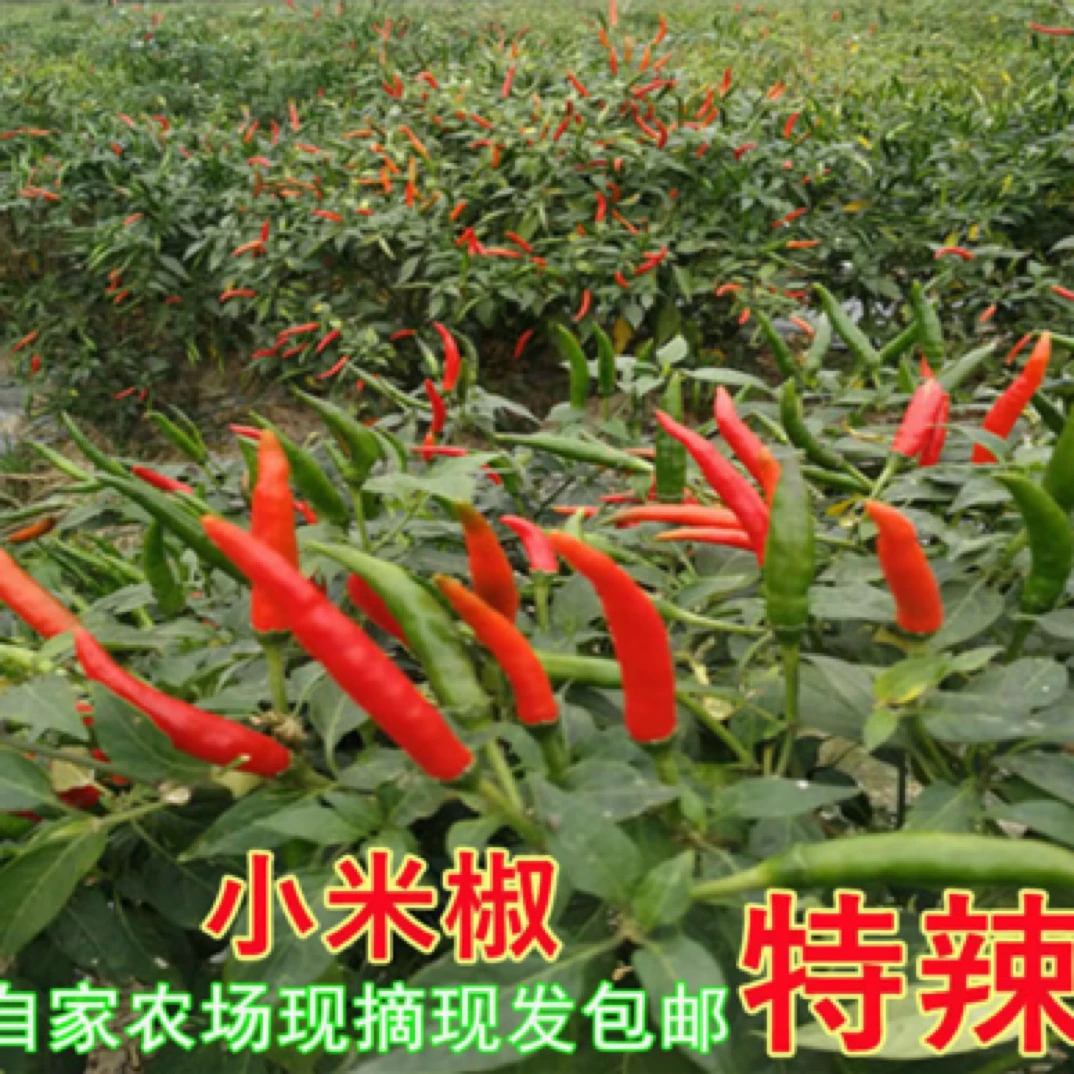 【小米辣】朝天椒露天种植营养美味