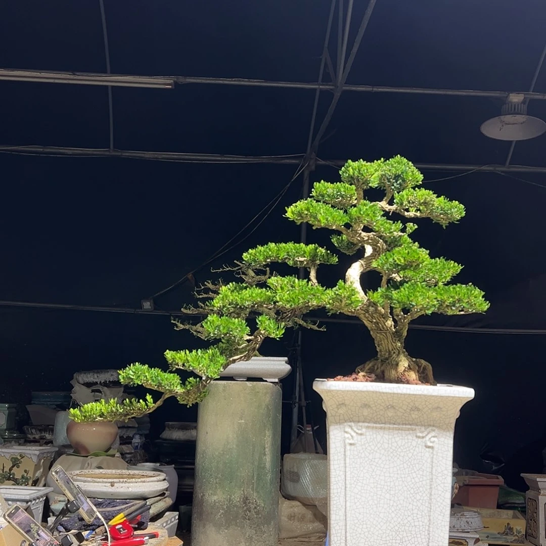 无花朵广东雀舌黄杨盆景