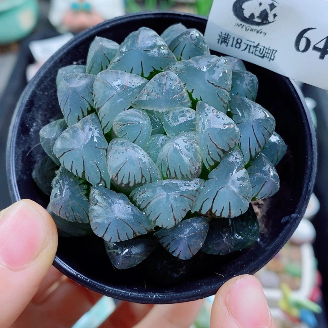 生石花花花花花花花648