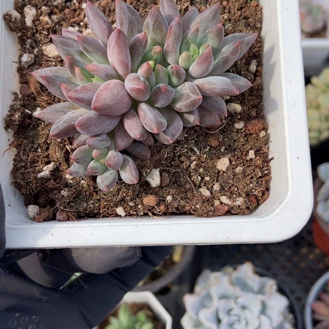 1913车厘子多肉植物