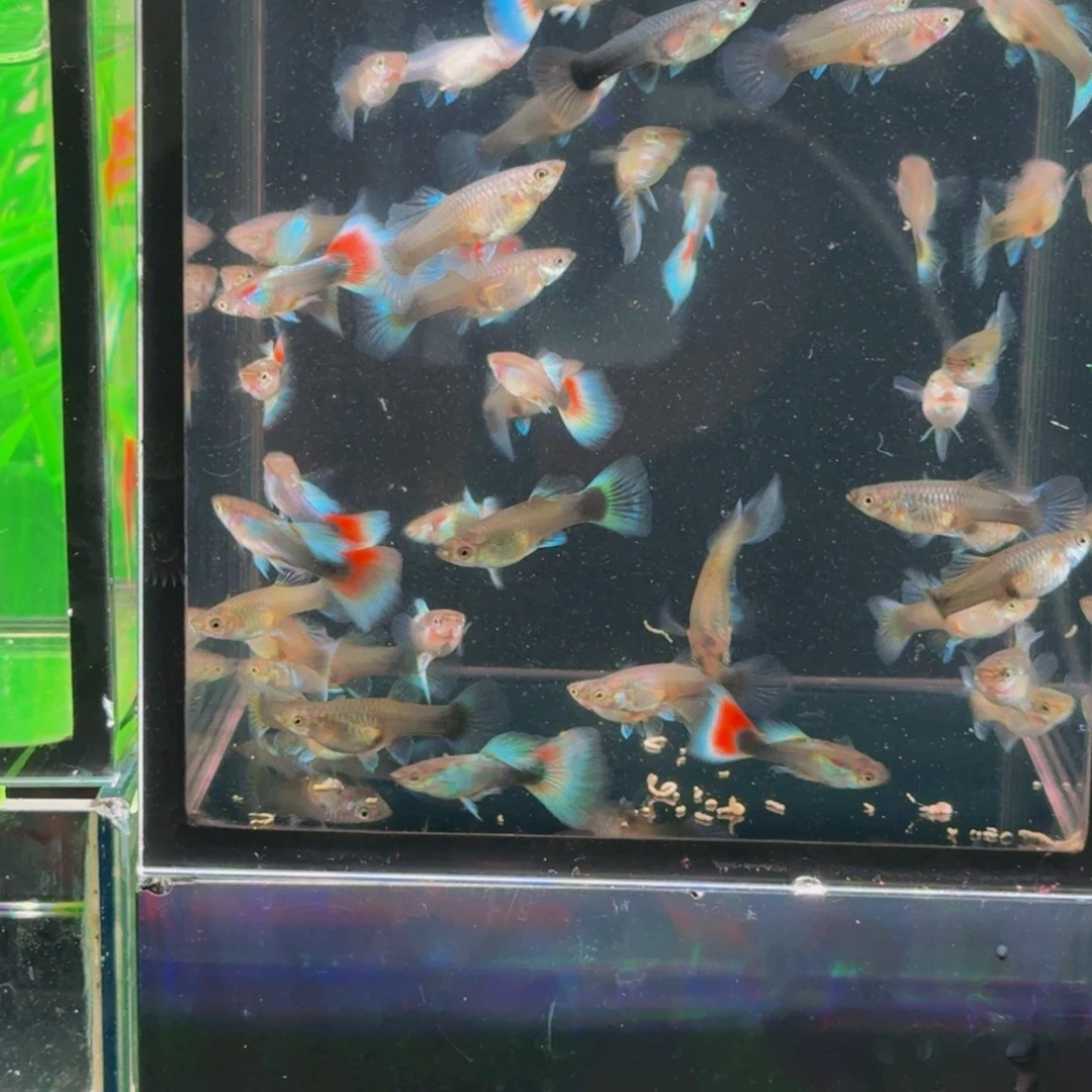 孔雀鱼蓝礼服苗，15母5公，20条鱼含5备损