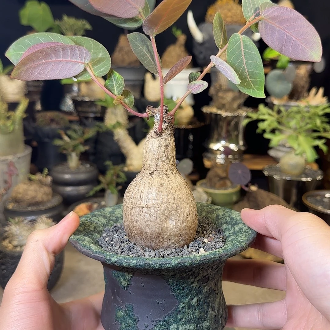 一物一拍奇异油柑08