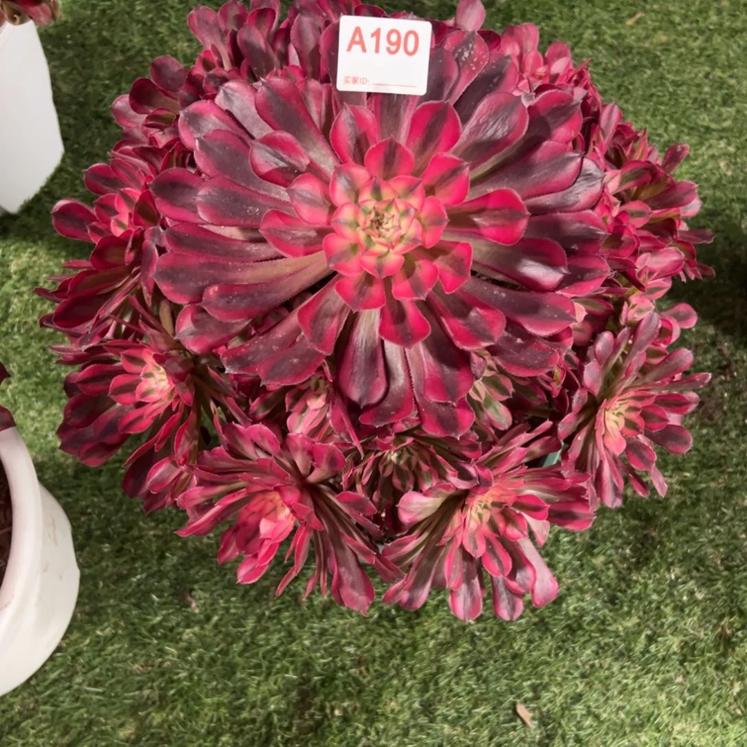 190，红铜白多肉植物法师