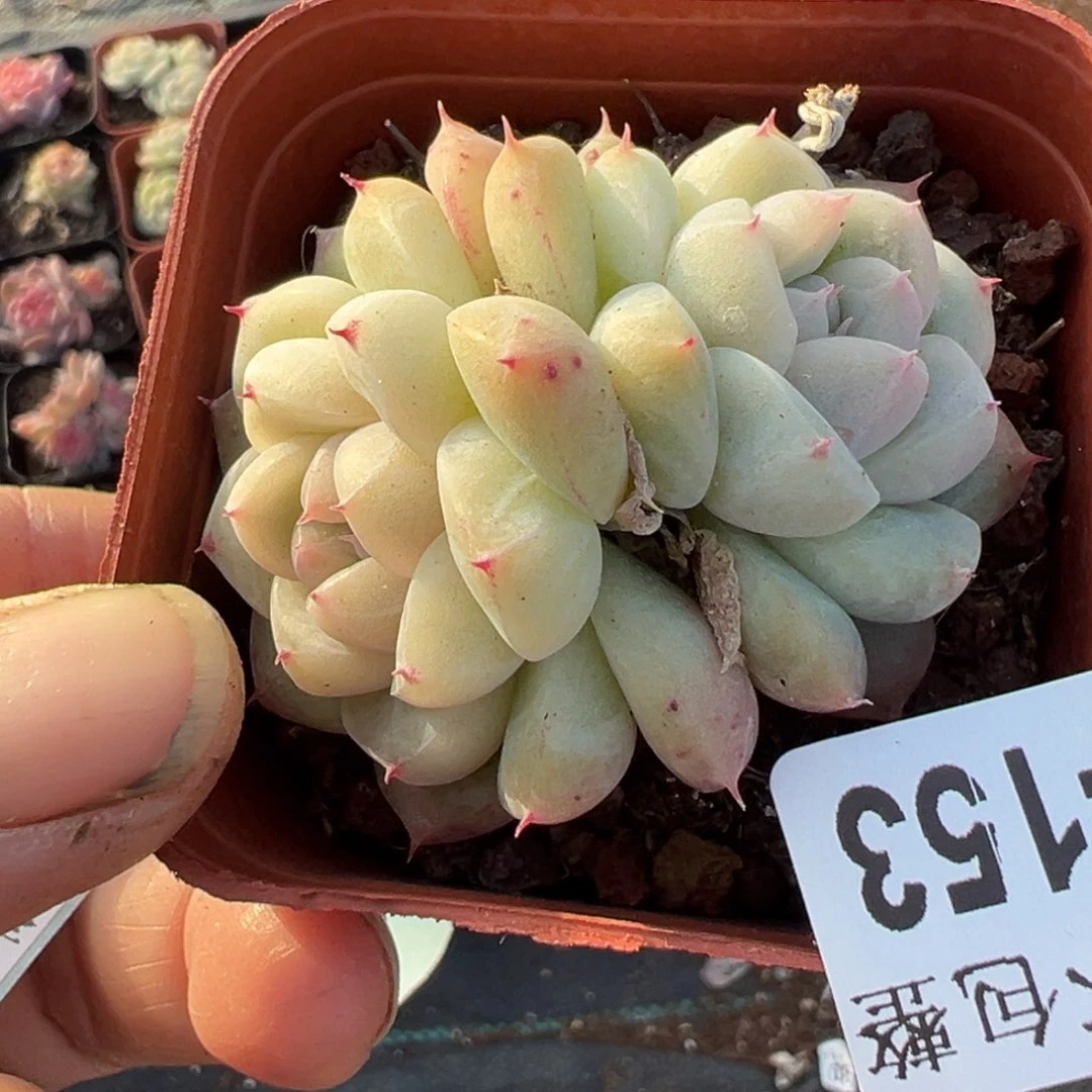 小卡拉米糖心一物一拍15-153