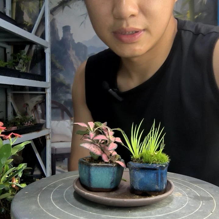 明*中青园艺一物一拍162