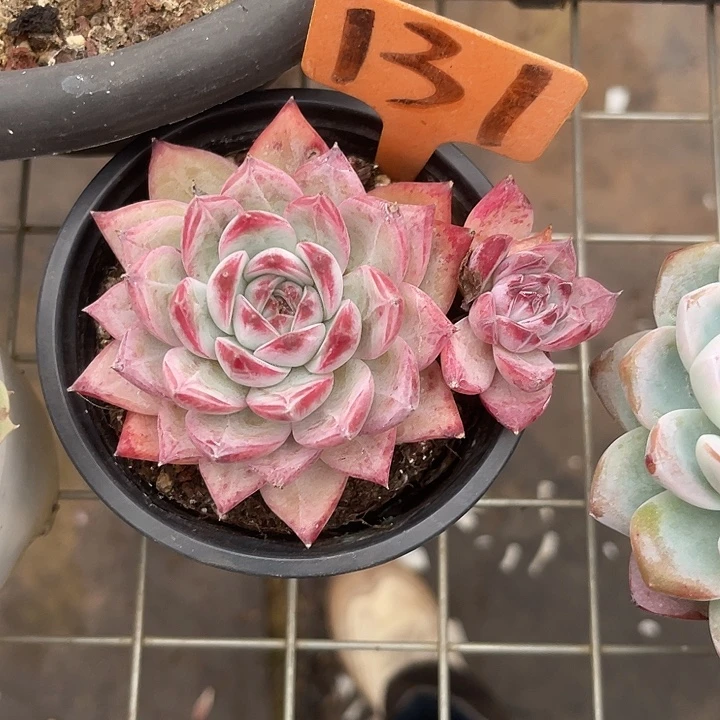 两单包邮，一物一拍131卡系