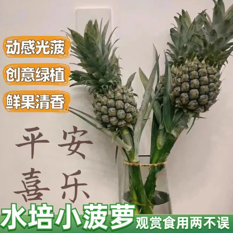 水培菠萝凤梨鲜花绿植可食用果办公室内插花盆栽禁止蕉绿摆件