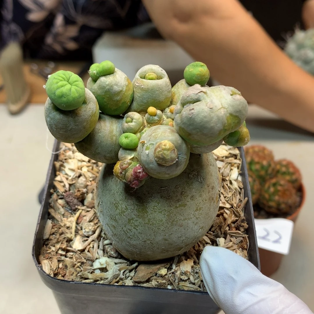 23号    自根 短毛丸 石化