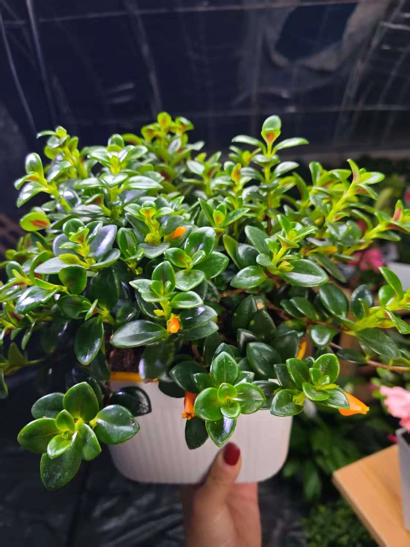 （新疆包邮）大盆金鱼吊兰室内室外盆栽绿植带鱼发货